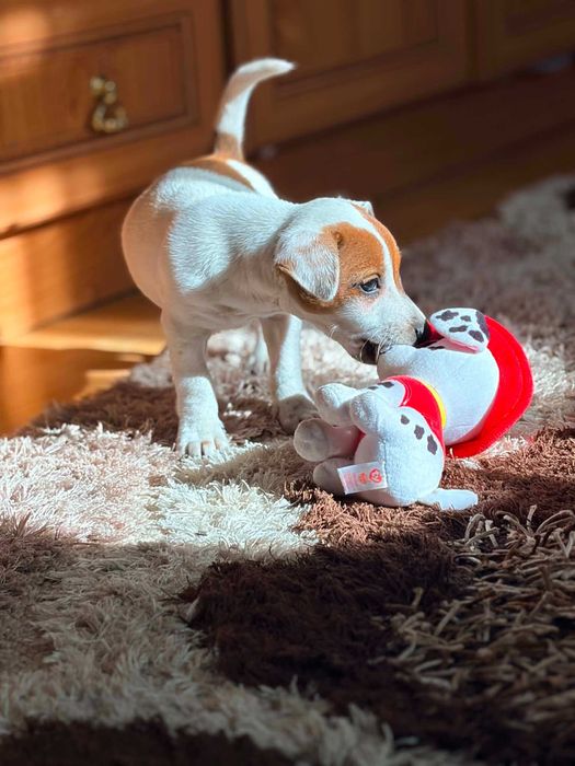 Piesek Jack Russell terrier