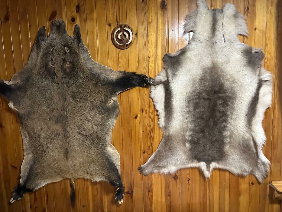 Rogi, skóry ,trofea myśliwskie