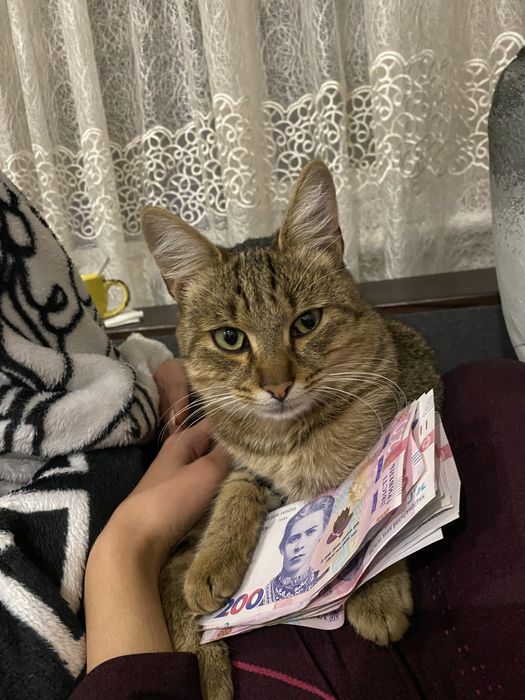 Пропал кот. Кличка Оскар