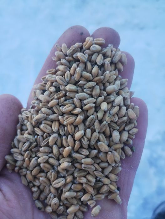 Sprzedam  pszenicę  ozimą