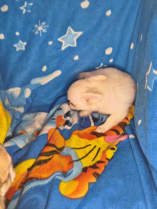 Mały Piesek Chihahuaha