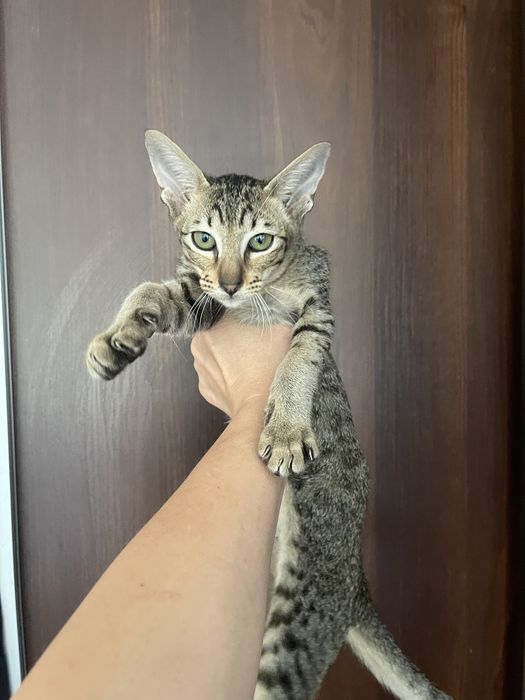 Харизматичний хлопчик орієнтальний
