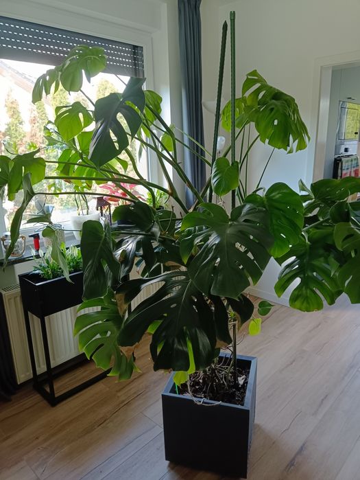 Monstera - duży kwiat