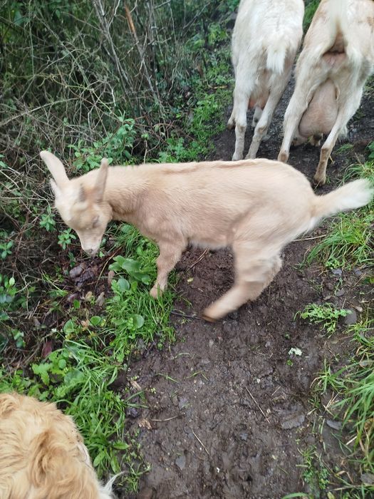 Cabrito saneen troco por outro