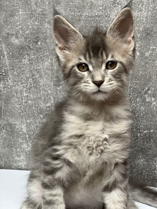 Kocurek Maine Coon