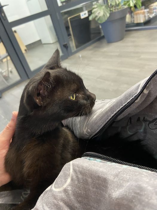 Шукаємо відповідальну сімʼю для молодої кішки