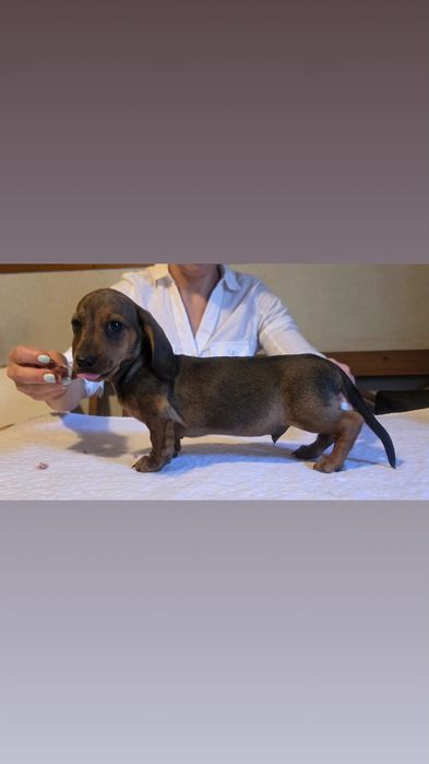 Jamnik miniaturowy pręgowany piesek
