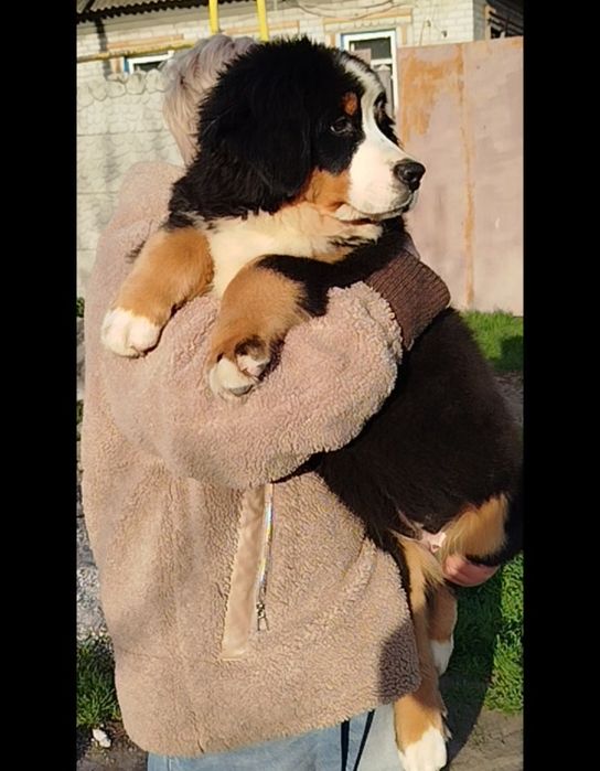 Девочка Таллина, 3.5 месяца.КСУ.