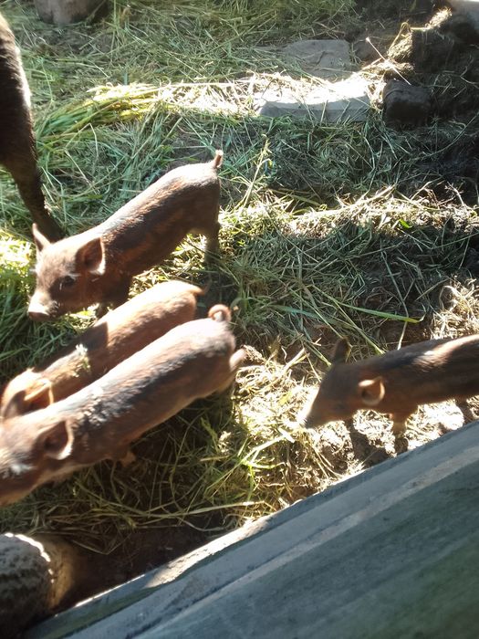 Продаються свині