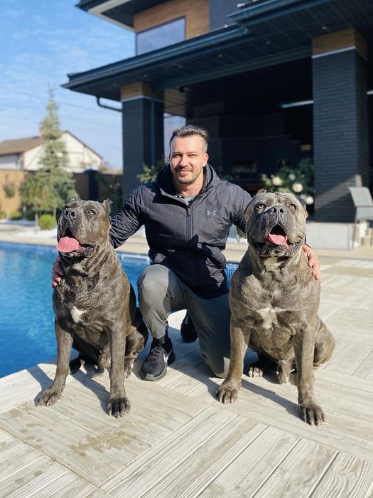 Хлопчик Рамзес Cane corso