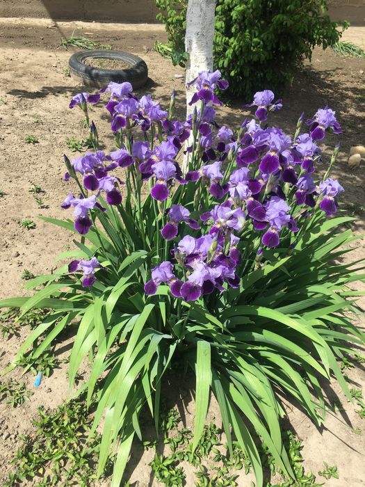 Іриси квіти