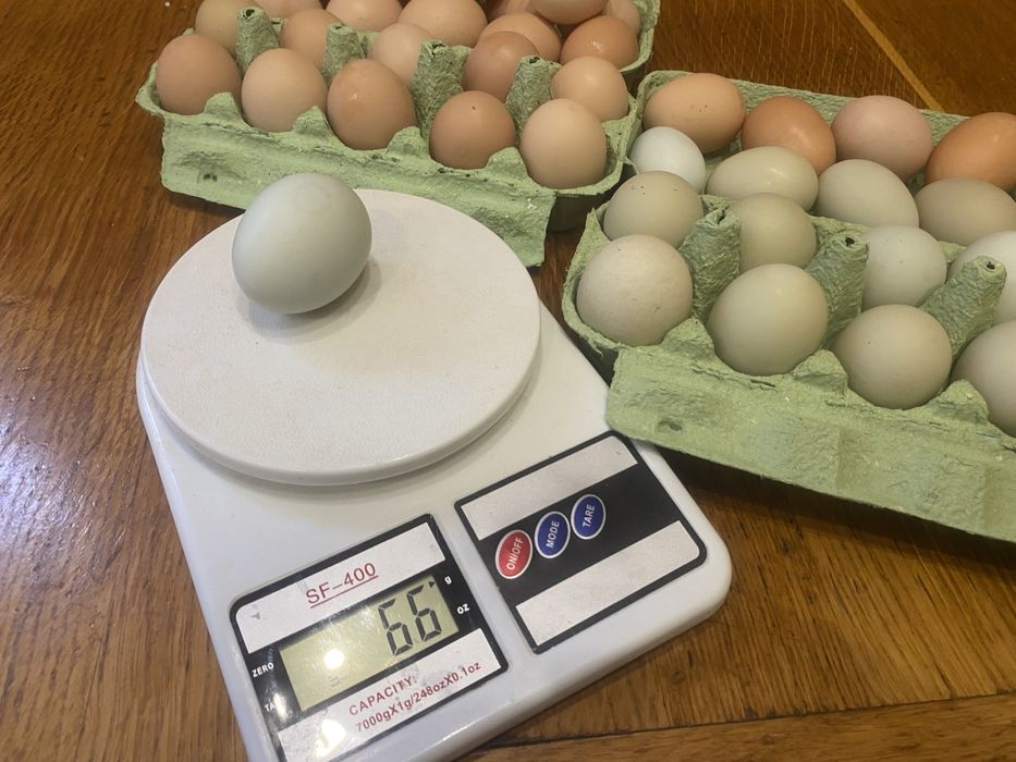 Продам справжні домашні яйця від власних курей.