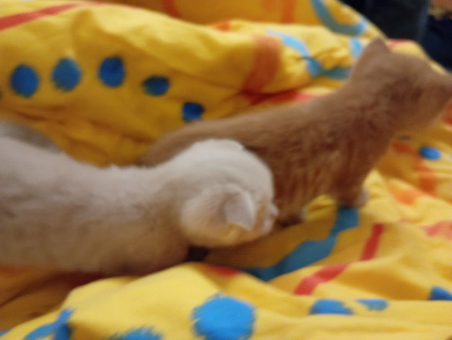 Вислоухе Кошеня персиковий