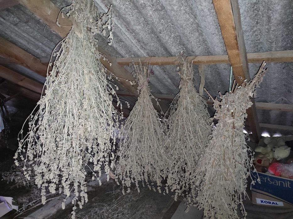 Меліса сушена, Melissa, Мелисса урожай 2025