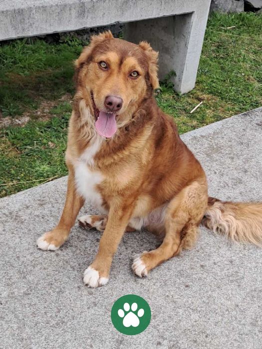 Dog walking, Pet sitting, Pet Care, Passeios de animais, Levamos o seu animal ao veterinário,