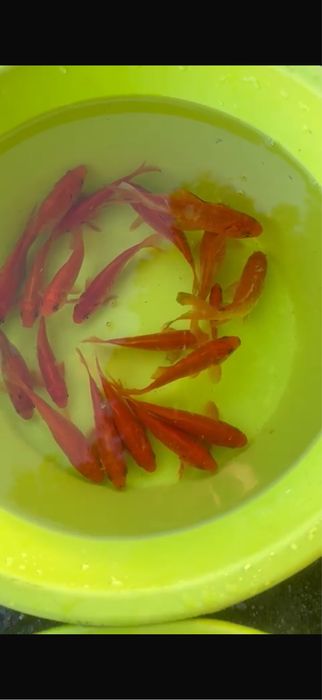 Peixes cometas 10/15cm