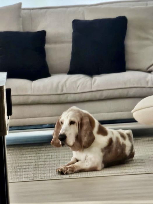Cão para adoção responsável