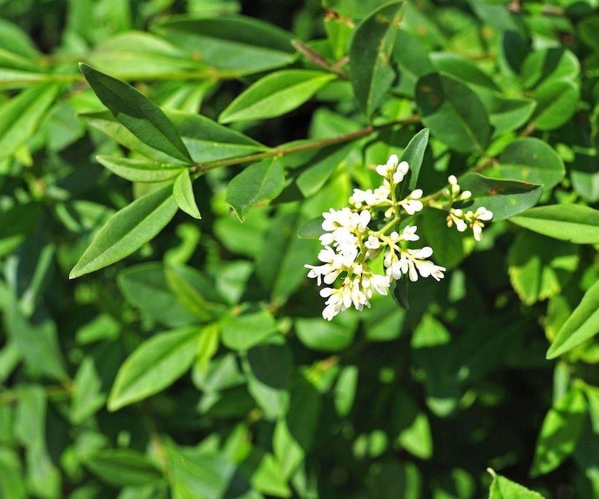 Oddam krzew ligustra