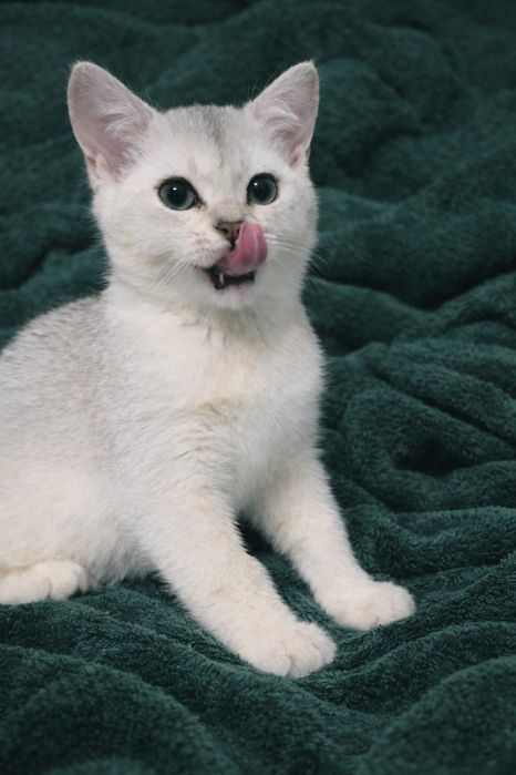 maluszek o jasnym luksusowym umaszczeniu.