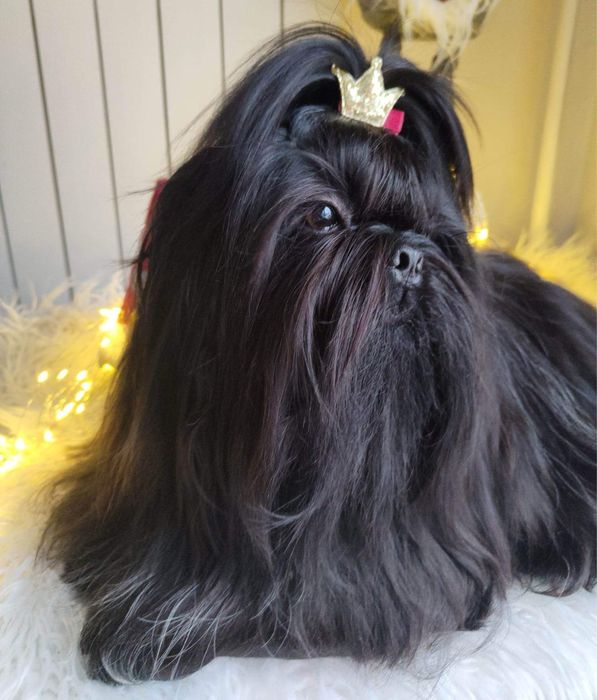 Shih Tzu Zkwp FCI. Śliczny szczeniak