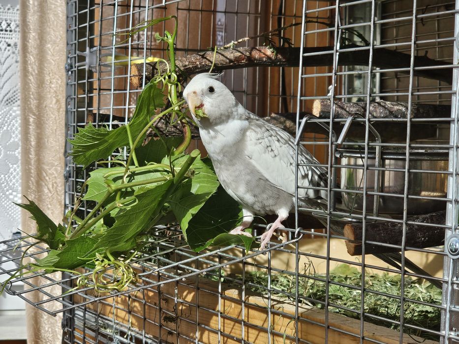 Клітки для папуги/Корм/Все що для клітки