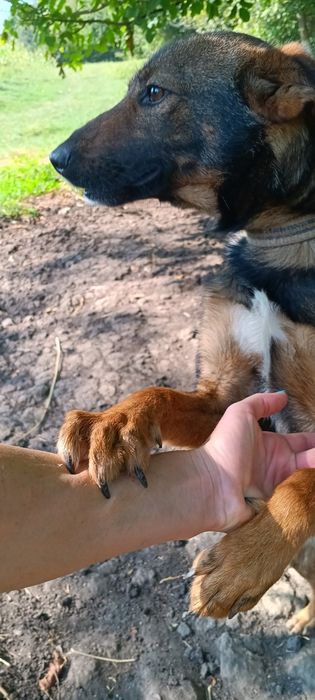 Продається Німецька вівчарка-метис