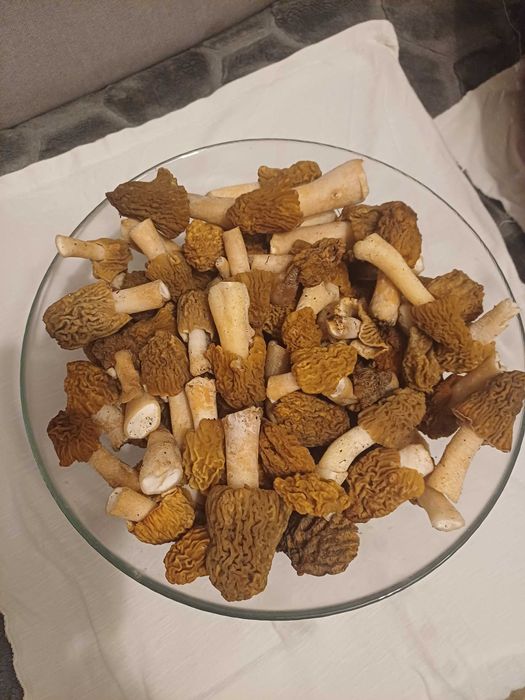 Smardzówka czeska/ verpa bohemica z czech ostatni raz na  19.04 atest tylko 110zl/kg