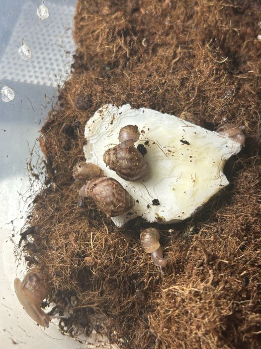 Ślimaki afrykańskie