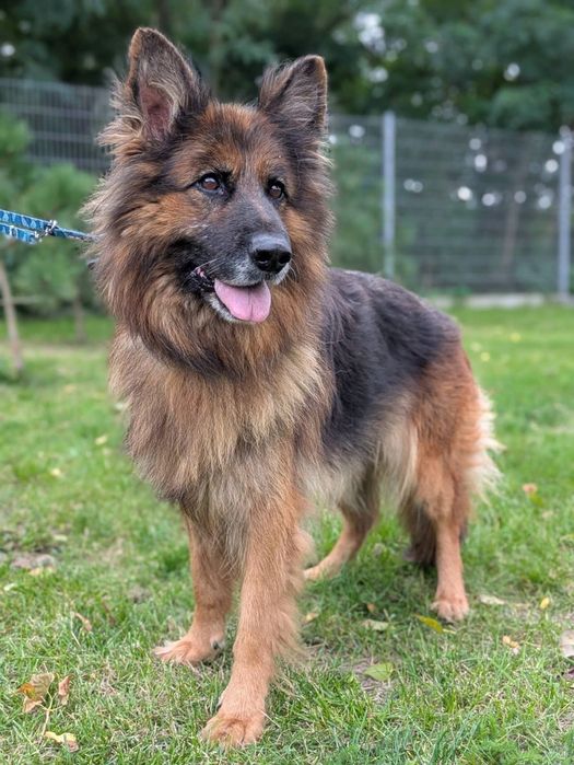 Bramba - cudwona suczka owczarek niemiecki do adopcji!