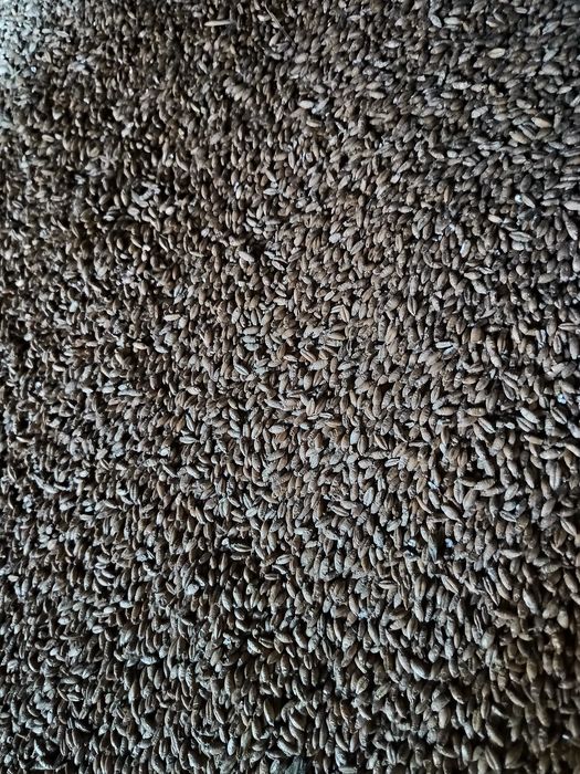 Pszenżyto ozime Tadeus żyto hybrydowe