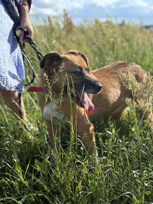 Suczka Sally do adopcji