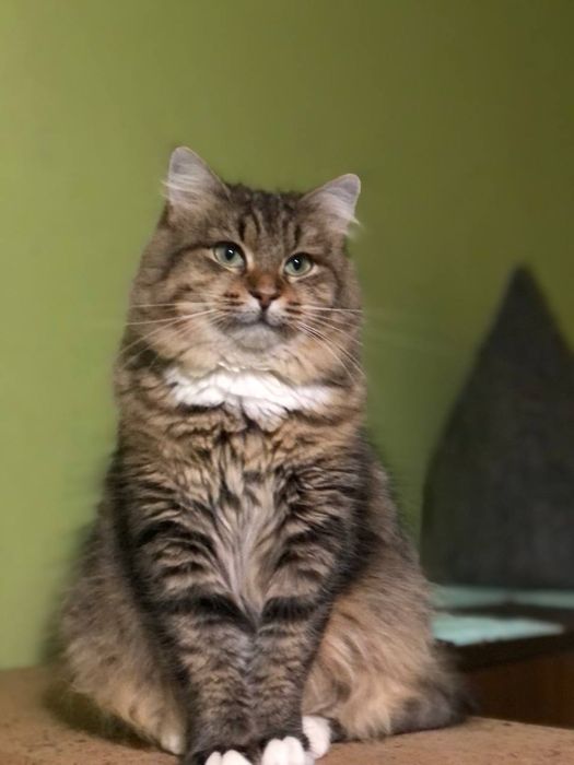 Кішечка 1,5 року безкоштоано в надійні руки