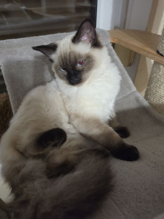Śliczna kotka ragdoll