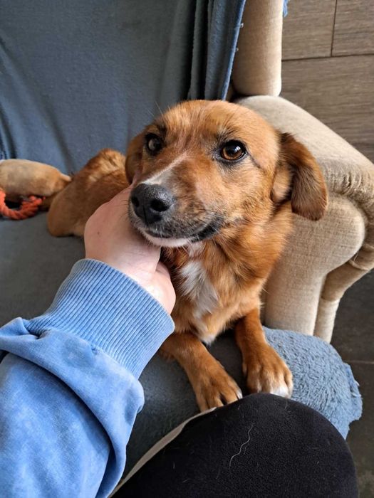 Cudna, kochana, malutka, przytulasna, bezdomna sunia szuka domku