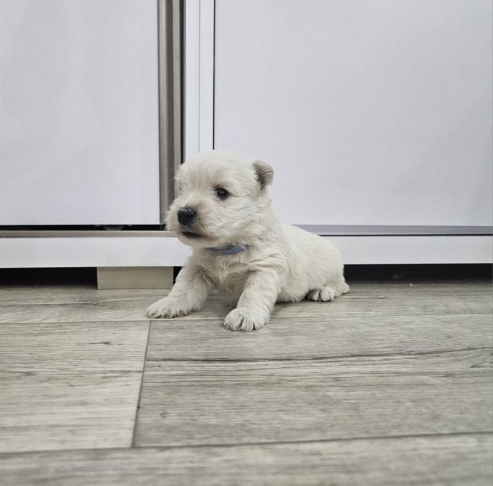 West Highland White Terrier