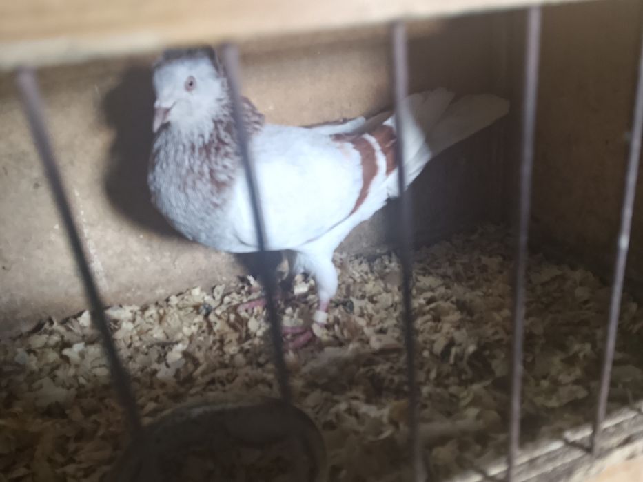 Gołębie ozdobne Garłacz koroniasty samica