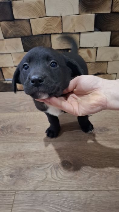 Віддам собачок у добрі руки.