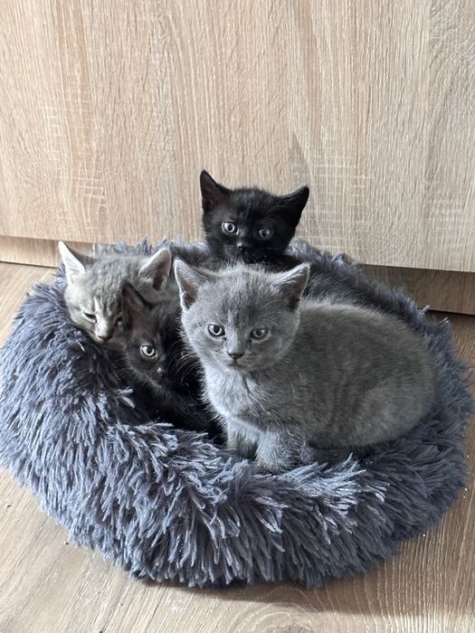 Кошенята,котики в добрі руки