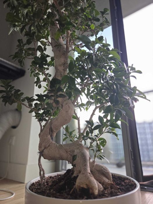 Bonsai gigante Figueira-asiática