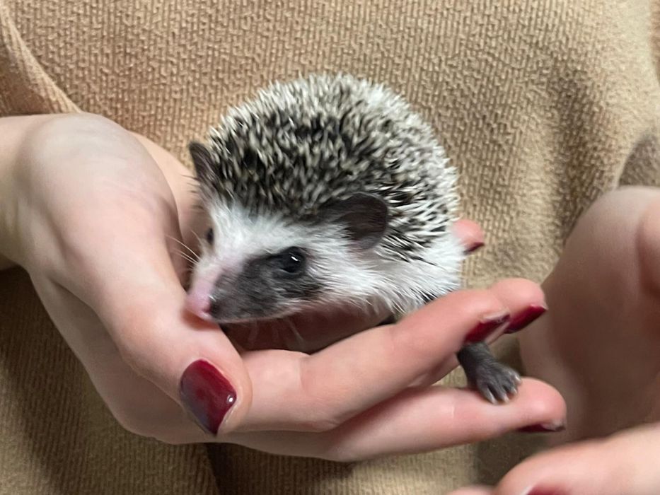 Urocze, Młode Jeżyki Pigmejskie z Domowej Hodowli