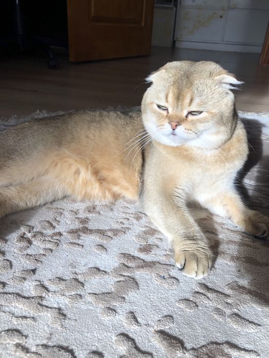 Вʼязка  котів золота шиншила