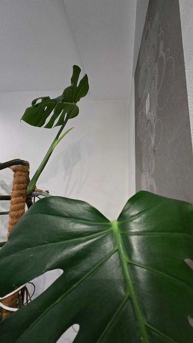 Монстера висотою 2,5м