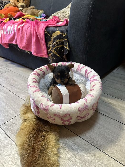 York shireterrier piesek