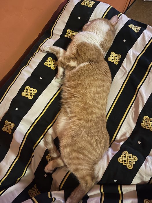 ZAGINĄŁ rudo bialy kot Tofiś