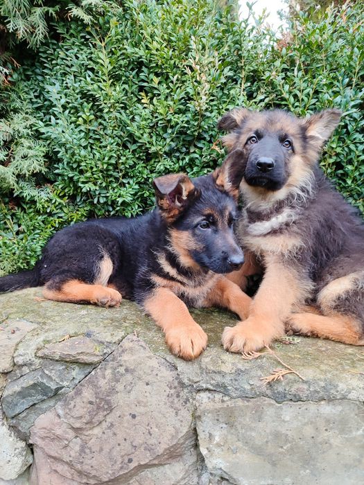 Продаються цуценята німецької вівчарки