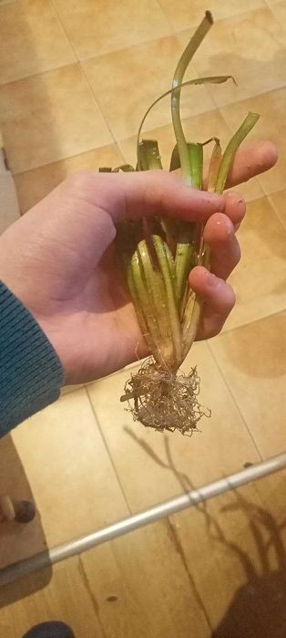 Vallisneria spiralis "Tiger" Roślina do akwarium słodkowodnego.