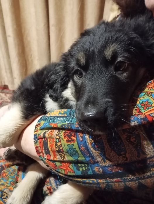 Щенки в добрые руки