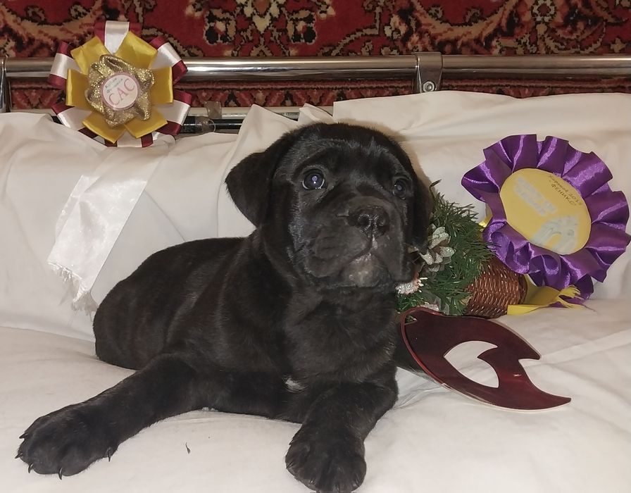 Щенки Кане Корсо!