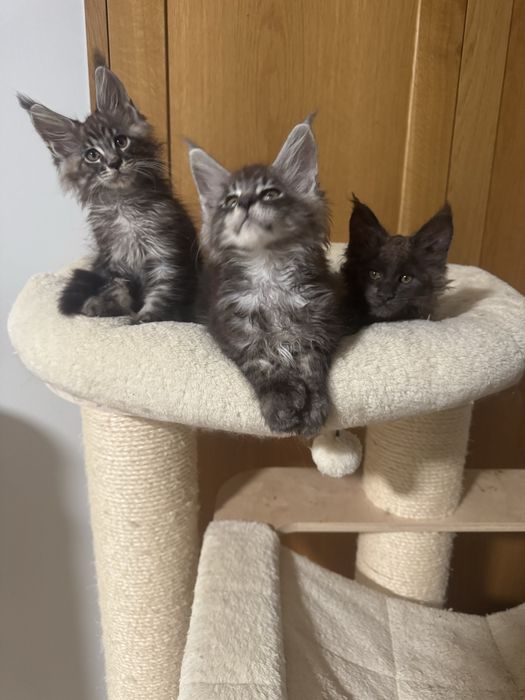 Maine Coon kocurek polidactyl