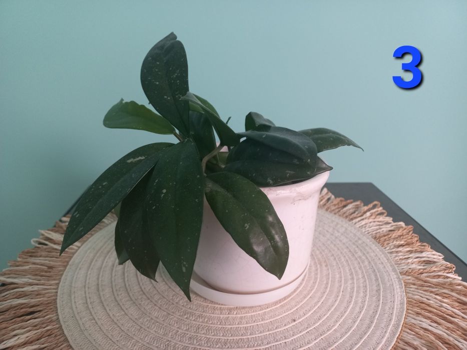 Hoja kwiat doniczkowy, roślina pokojowa